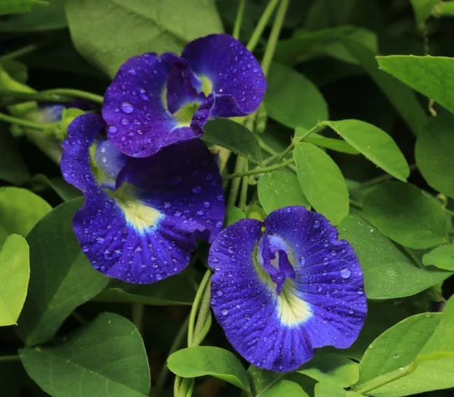 Gambar bunga kacang biru yang indah