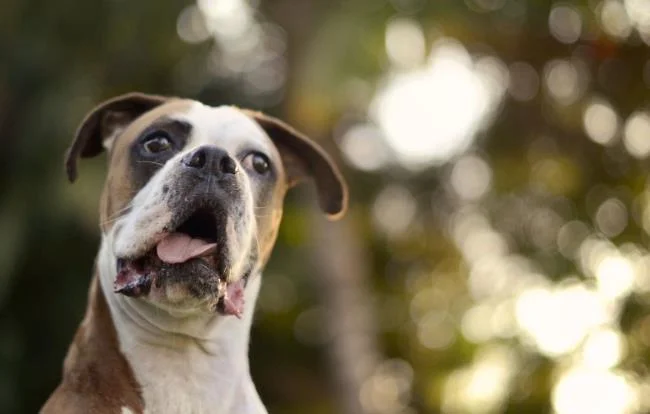 Ringkasan petinju anjing yang paling indah
