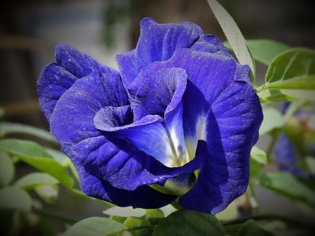 Gambar bunga kacang biru yang indah