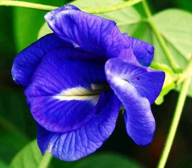 Gambar bunga kacang biru yang indah