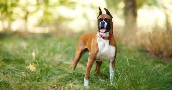 Ringkasan petinju anjing yang paling indah