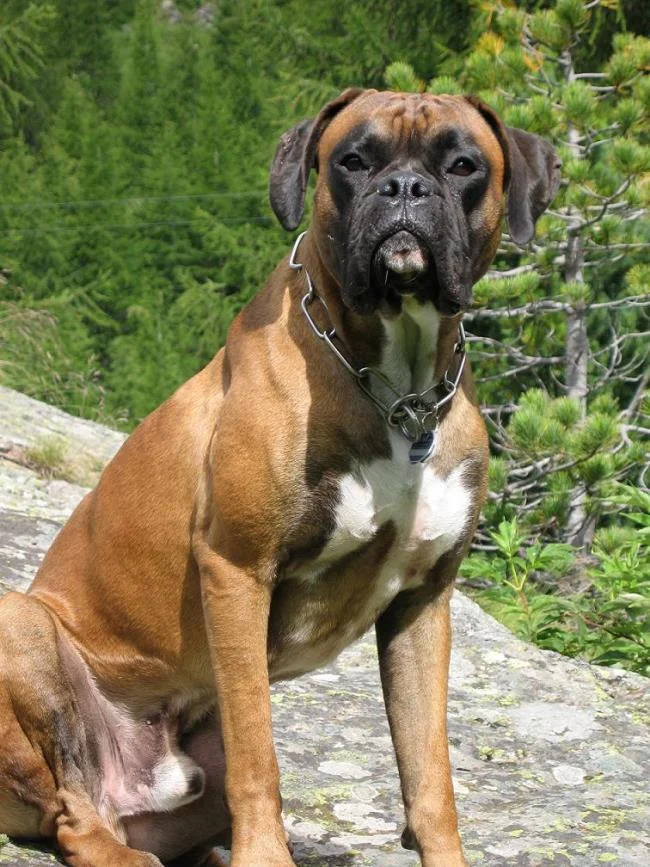 Ringkasan petinju anjing yang paling indah