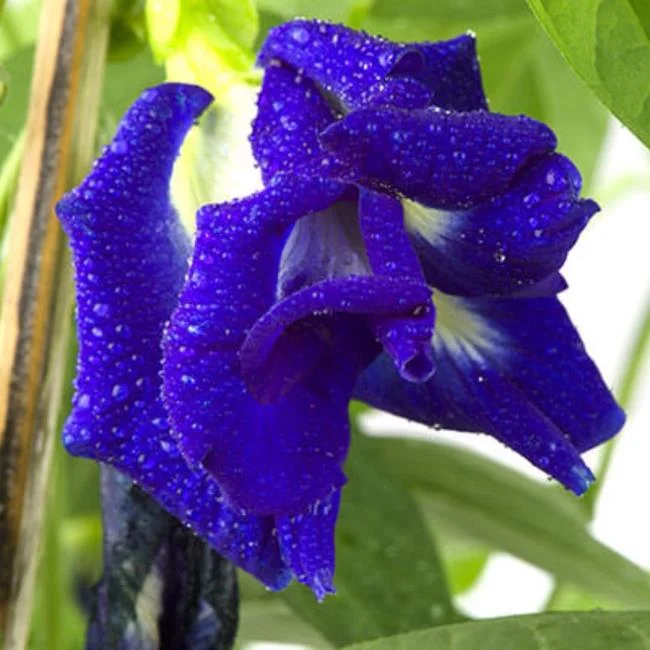 Gambar bunga kacang biru yang indah