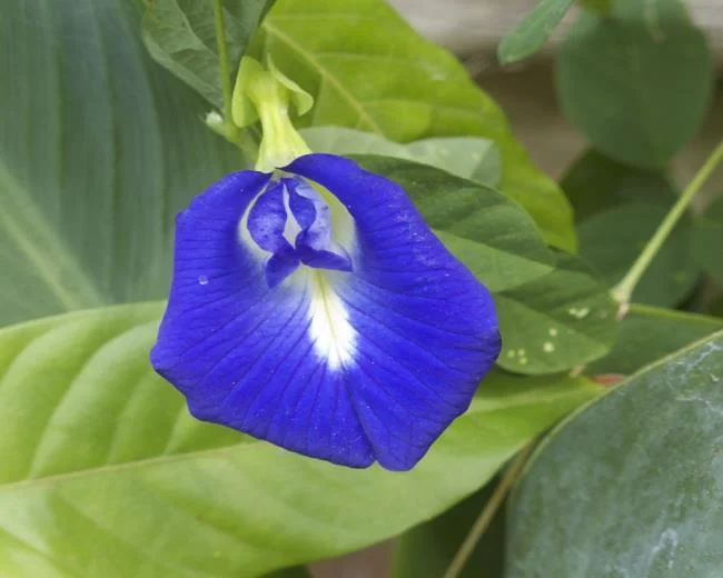 Gambar bunga kacang biru yang indah
