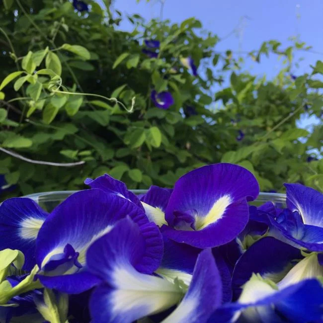 Gambar bunga kacang biru yang indah