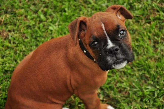 Ringkasan petinju anjing yang paling indah