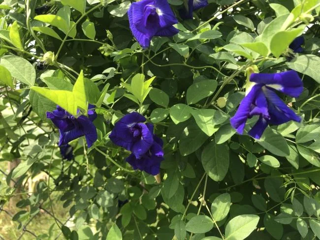 Gambar bunga kacang biru yang indah