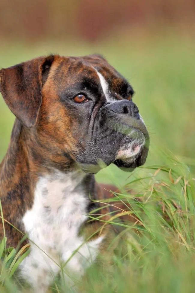 Ringkasan petinju anjing yang paling indah