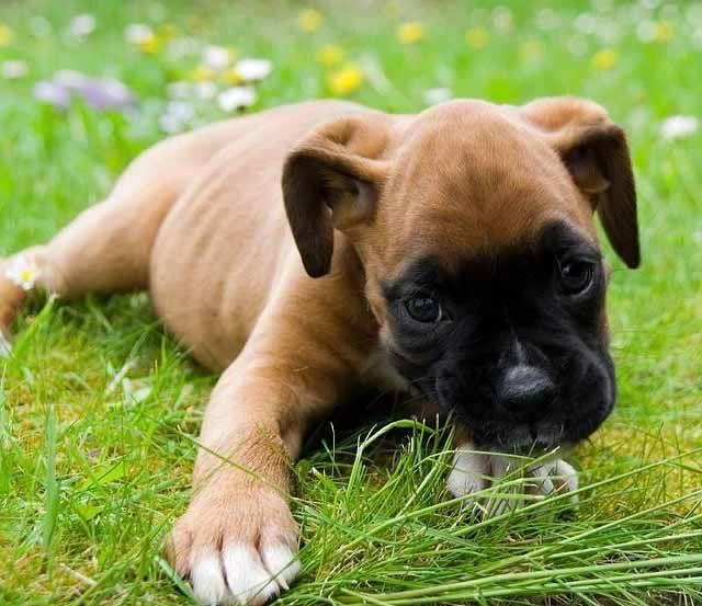 Ringkasan petinju anjing yang paling indah