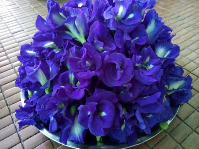 Gambar bunga kacang biru yang indah