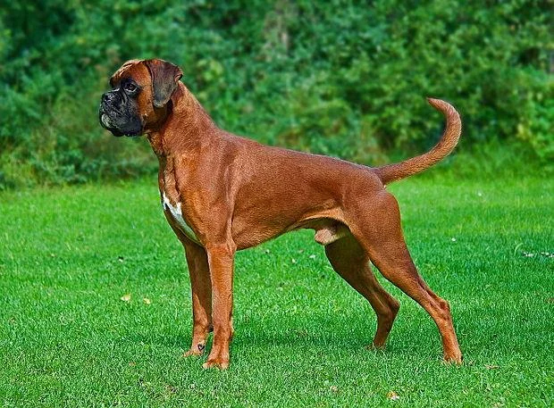 Ringkasan petinju anjing yang paling indah