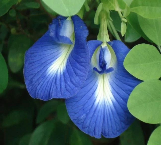 Gambar bunga kacang biru yang indah