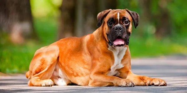 Ringkasan petinju anjing yang paling indah