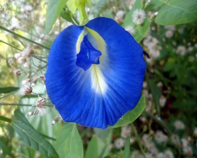 Gambar bunga kacang biru yang indah