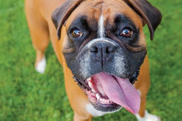 Ringkasan petinju anjing yang paling indah