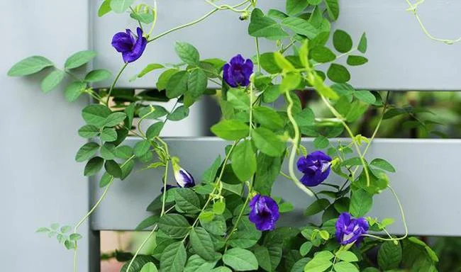 Gambar bunga kacang biru yang indah