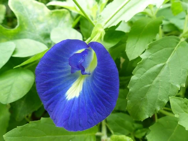 Gambar bunga kacang biru yang indah