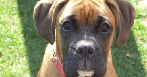Ringkasan petinju anjing yang paling indah