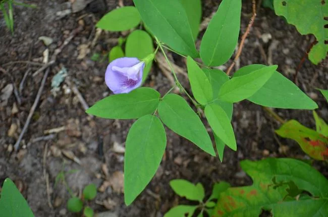 Gambar bunga kacang biru yang indah