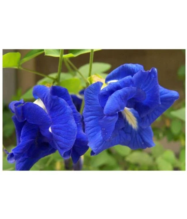 Gambar bunga kacang biru yang indah