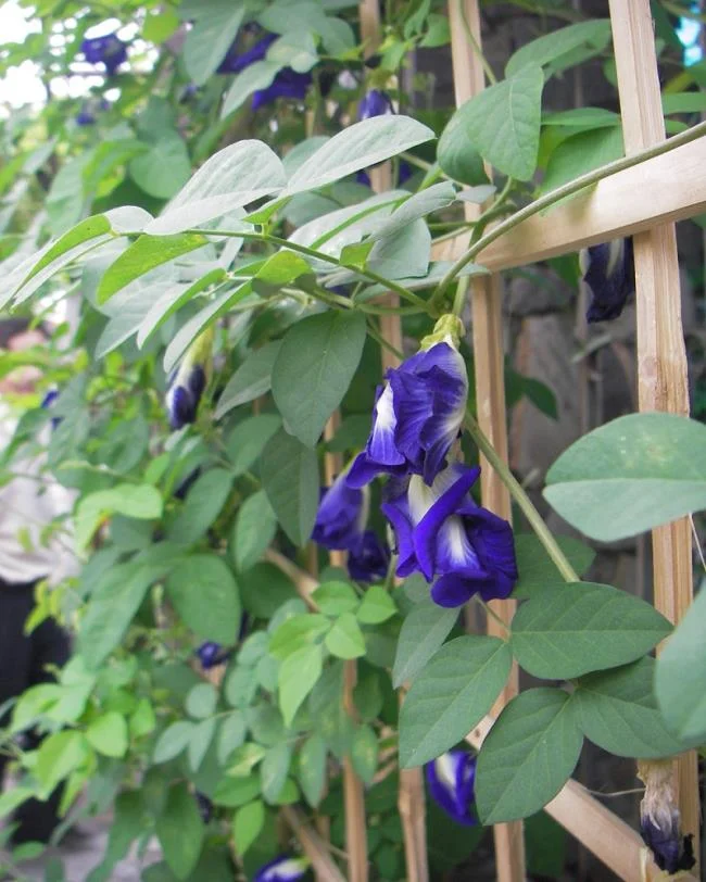 Gambar bunga kacang biru yang indah