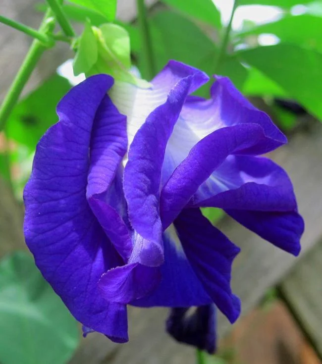 Gambar bunga kacang biru yang indah