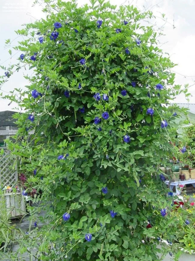 Gambar bunga kacang biru yang indah