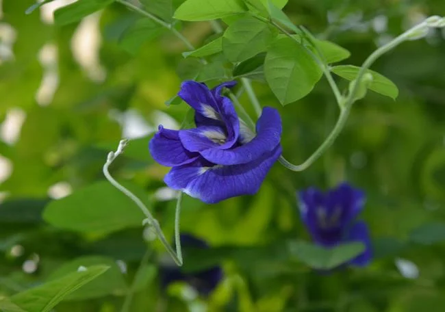 Gambar bunga kacang biru yang indah
