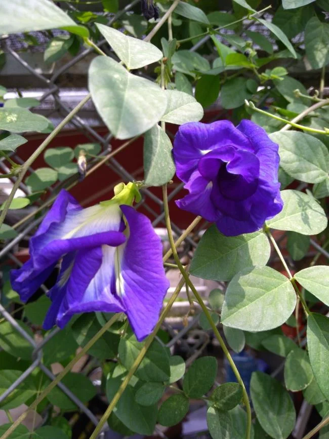Gambar bunga kacang biru yang indah