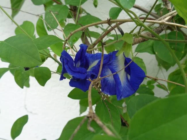 Gambar bunga kacang biru yang indah