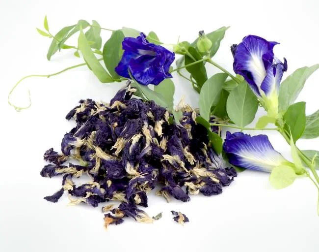 Gambar bunga kacang biru yang indah