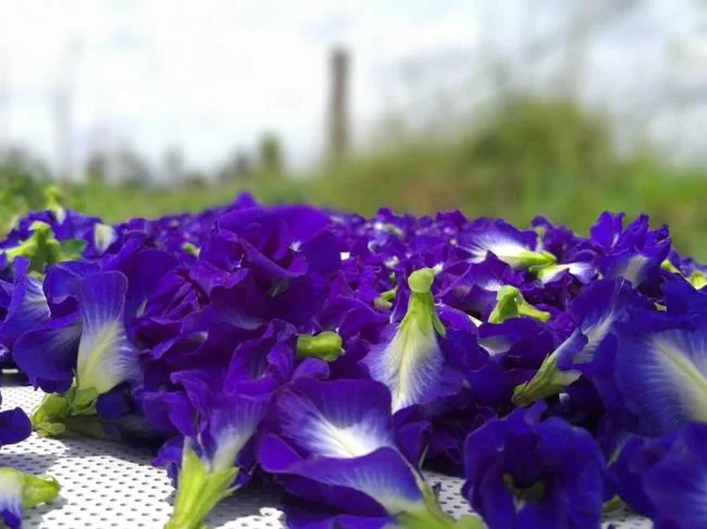 Gambar bunga kacang biru yang indah
