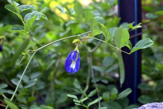 Gambar bunga kacang biru yang indah