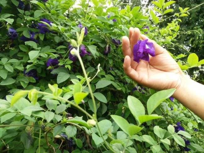 Gambar bunga kacang biru yang indah