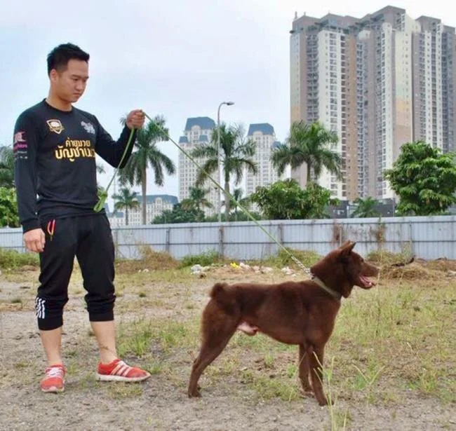 Resumen de las imágenes de perro H'Mong Coc más bellas