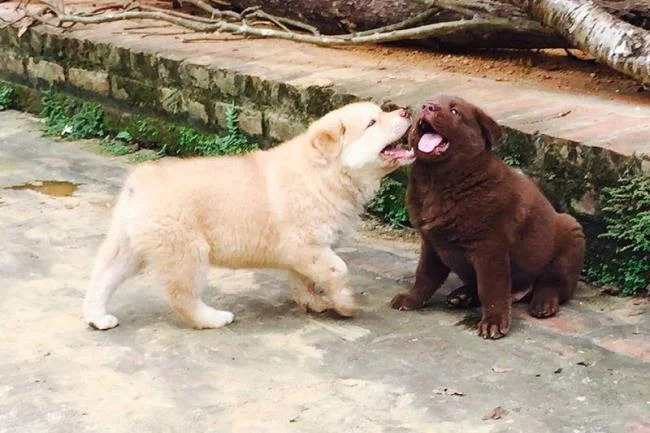 Ringkasan gambar anjing H'Mong Coc yang paling indah
