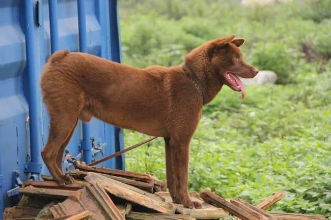 Ringkasan gambar anjing H'Mong Coc yang paling indah