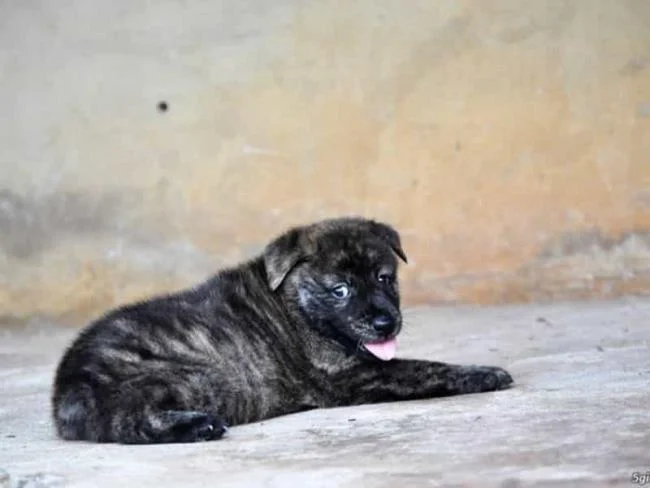 Ringkasan gambar anjing H'Mong Coc yang paling indah