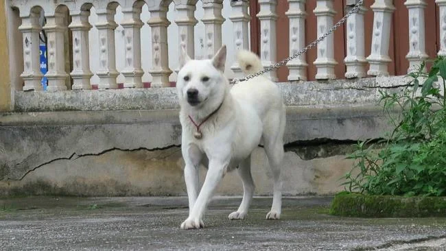 Ringkasan gambar anjing H'Mong Coc yang paling indah