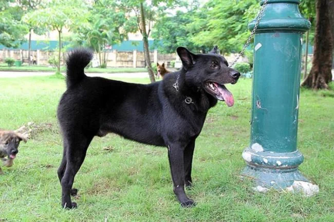 Ringkasan gambar anjing H'Mong Coc yang paling indah