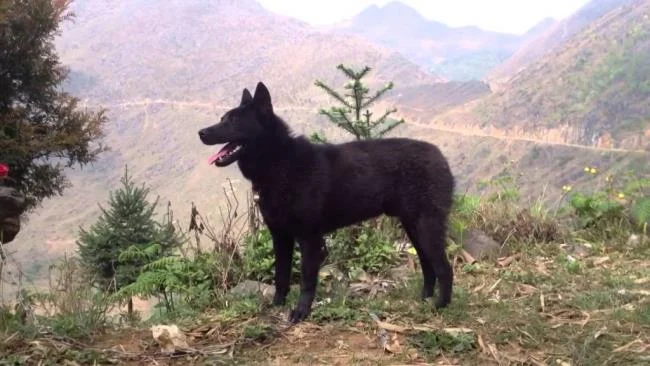 Ringkasan gambar anjing H'Mong Coc yang paling indah