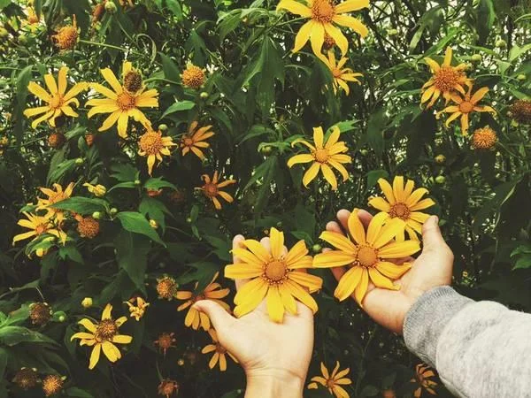 Koleksi bunga matahari liar yang paling indah