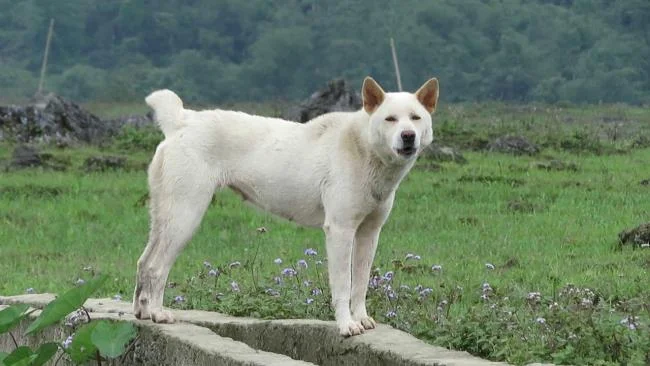 Ringkasan gambar anjing H'Mong Coc yang paling indah