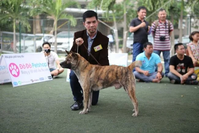 Ringkasan gambar anjing H'Mong Coc yang paling indah