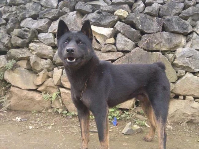 Ringkasan gambar anjing H'Mong Coc yang paling indah
