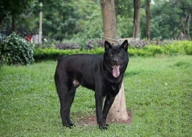 Ringkasan gambar anjing H'Mong Coc yang paling indah