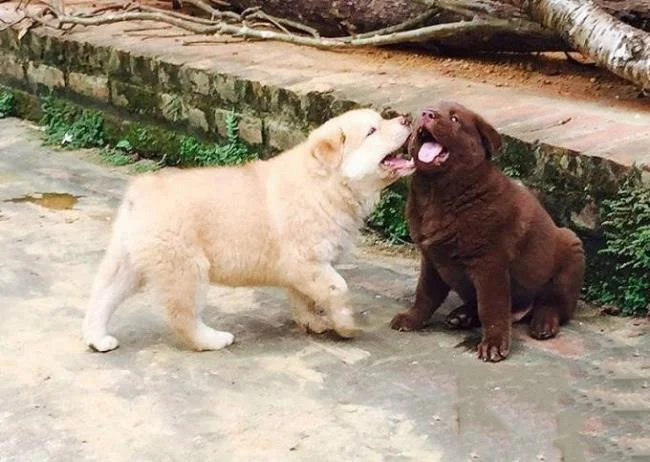 Ringkasan gambar anjing H'Mong Coc yang paling indah