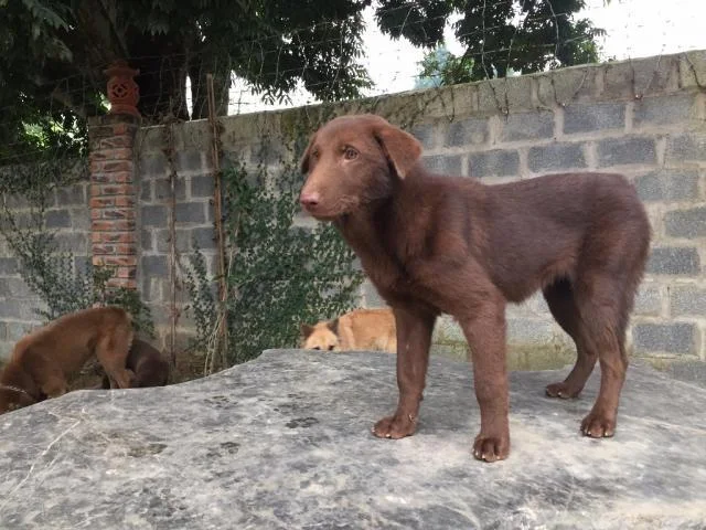 Ringkasan gambar anjing H'Mong Coc yang paling indah
