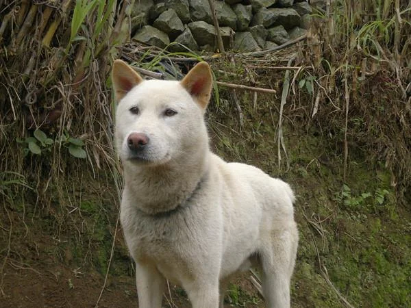 Ringkasan gambar anjing H'Mong Coc yang paling indah