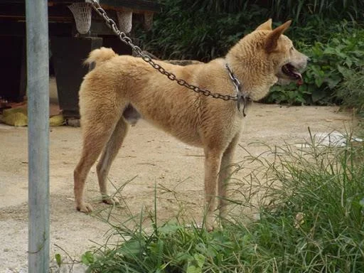 Ringkasan gambar anjing H'Mong Coc yang paling indah